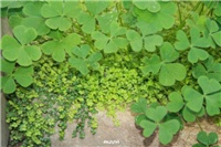 7ada13e6-IMG_9713 kućna srećica.jpg